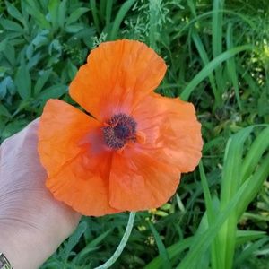 Meet your Posher, Sharon